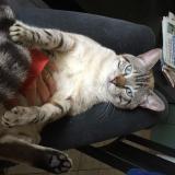 Chat Siamois Perdu Ou Trouvé France Page 234