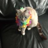 Chat Perdu Ou Trouvé Loiret 45 France