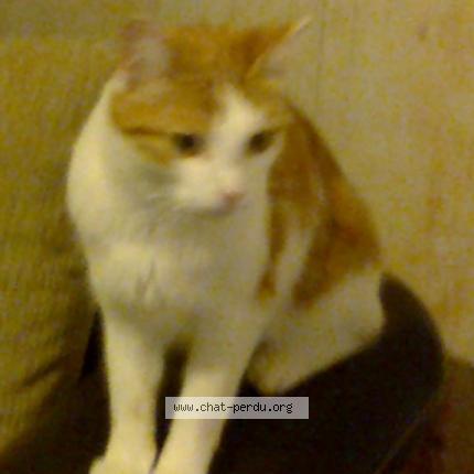 Photo 1/1 HELIOS Chat perdu à Vesles et caumont