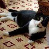 Animaux Chien Chat Cheval Yonne Nos Annonces Leboncoin