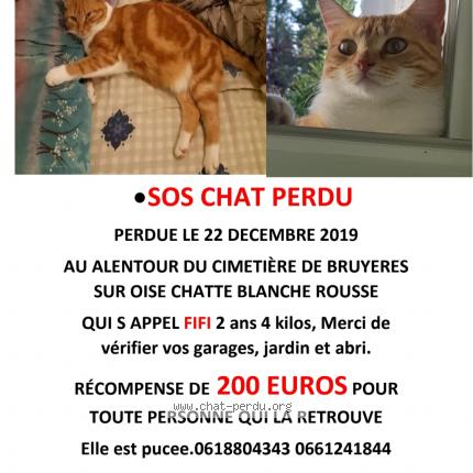 Fifi Chat Perdu Et Retrouve A Bruyeres Sur Oise Chat Perdu France