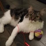 Chat Perdu Loire Atlantique 44 France
