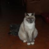 Chat Perdu Loire Atlantique 44 France
