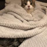 Chat Perdu Loire Atlantique 44 France
