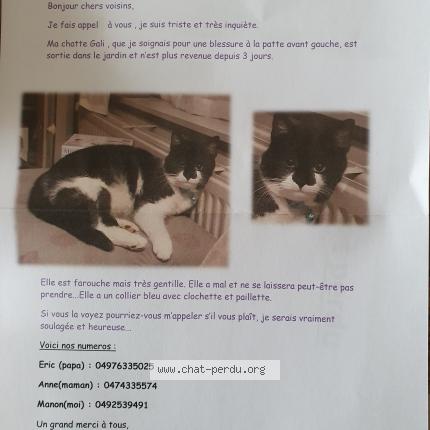 492335 Gali Chat Perdu à Bierges Chat Perdu Belgique