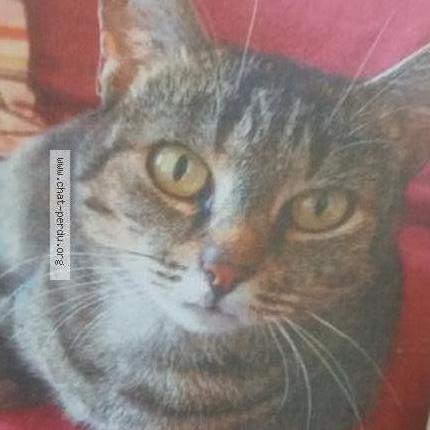 Photo 1/1 Grace Chat perdu à His