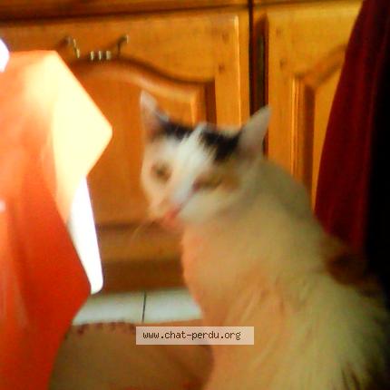 493322 Mini Chat Perdu à Bezons Chat Perdu France