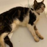 Chat Perdu Ou Trouvé Oise 60 France