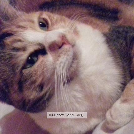 493944 Nala Chat Perdu A Pontault Combault Chat Perdu France
