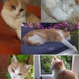 Chat Perdu Loire Atlantique 44 France