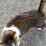 Chat Perdu Ou Trouvé Yonne 89 France