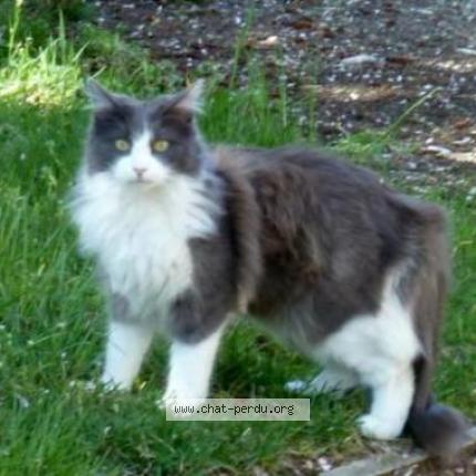 Maitik Chat Perdu A Lancieux Chat Perdu France Maitik Chat Perdu A Lancieux Chat Perdu France