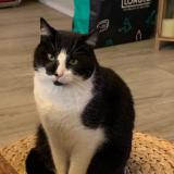 Chat Perdu Ou Trouvé Val Doise 95 France