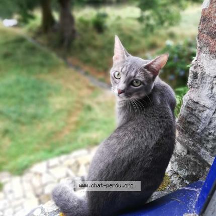 Photo 1/1 Halloween Chat perdu à Spezet