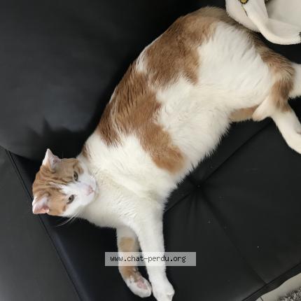 Cesar Chat Perdu Et Retrouve A Balan Chat Perdu France Cesar Chat Perdu Et Retrouve A Balan Chat Perdu France