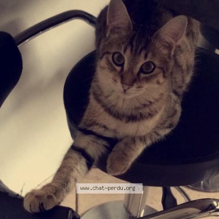 Spa brignais chat perdu