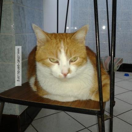 Photo 1/1 léonard Chat perdu à Chauny