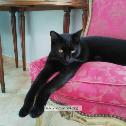 Photo 1/1 ONYX Chat perdu à Roaillan