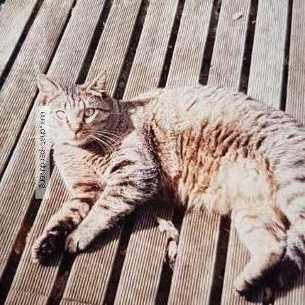 Photo 1/1 Mimine Chat perdu à Le plessis brion