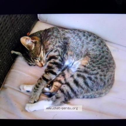 Isis Chat Perdu A Sollies Pont Chat Perdu France