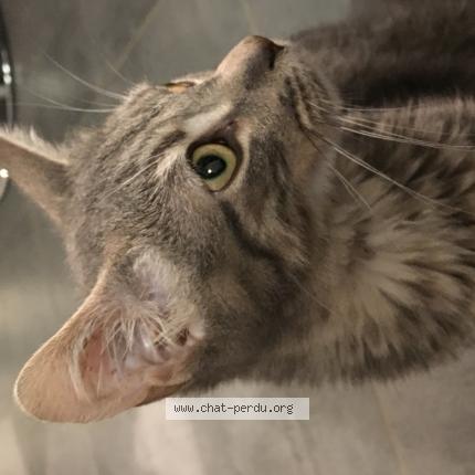 Papyrus Chat Perdu Et Retrouve A Sillans Chat Perdu France Papyrus Chat Perdu Et Retrouve A Sillans Chat Perdu France