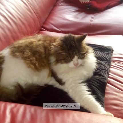 Photo 1/1 MOUSTICK VOLÉ Chat perdu à Cugnaux