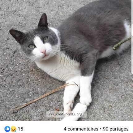 Jumbo Chat Perdu Et Retrouve A Saint Andre Les Vergers Chat Perdu France Jumbo Chat Perdu Et Retrouve A Saint Andre Les Vergers Chat Perdu France