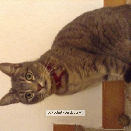 Basilic Chat Perdu Et Retrouve A Pertuis Chat Perdu France Basilic Chat Perdu Et Retrouve A Pertuis Chat Perdu France