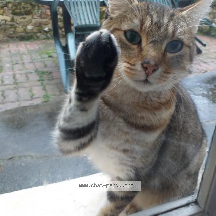 #498682 chat trouvé à AZAT LE RIS - Chat Perdu France