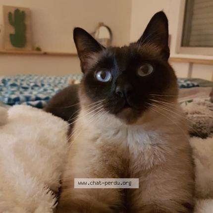 4927 Moka Chat Perdu Et Retrouve A Sainte Foy Les Lyon Chat Perdu France