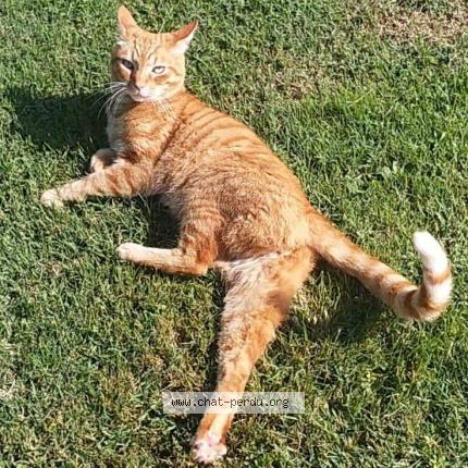 Photo 1/1 Garfield Chat perdu à Bonnegarde