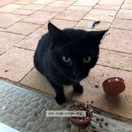 Chat Noir Chat Perdu Et Retrouve A Tain L Hermitage Chat Perdu France Chat Noir Chat Perdu Et Retrouve A Tain L Hermitage Chat Perdu France