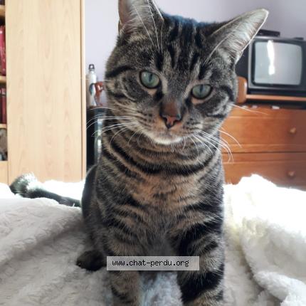 Photo 1/1 Pilou Chat perdu à Corent