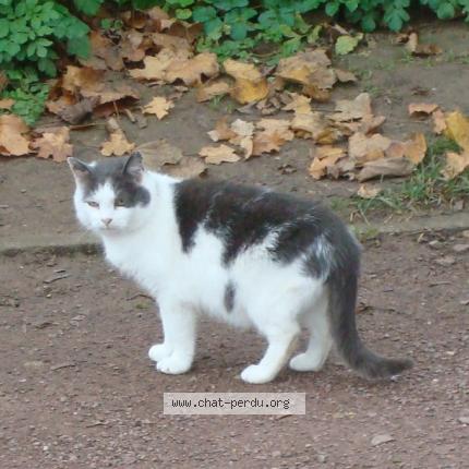 Chat Trouve A Caen Chat Perdu France