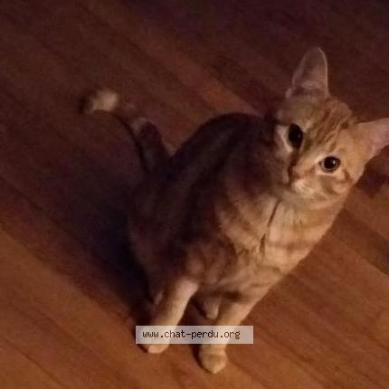 Photo 1/1 Muezza Chat perdu à Paris
