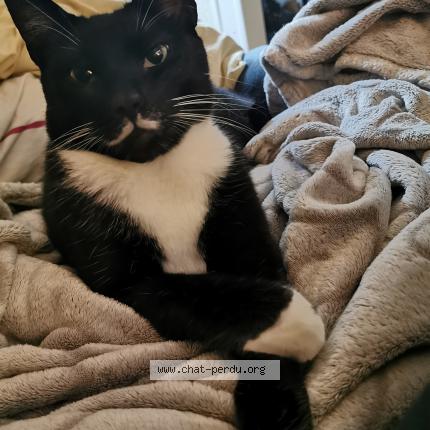 Kit Kat Chat Perdu Et Retrouve A Angers Chat Perdu France