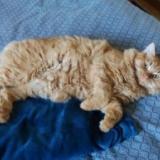 Photo de chat perdu à La Sauve