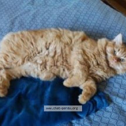 Photo 1/1 HARRY Chat perdu à La sauve