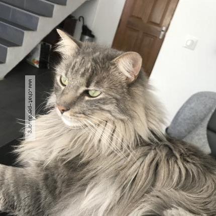 Photo 1/1 Mickey Chat perdu à Bandol