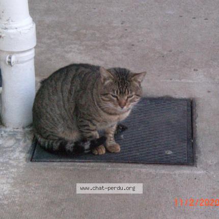 505199 Chat Trouve A Fleurbaix Chat Perdu France
