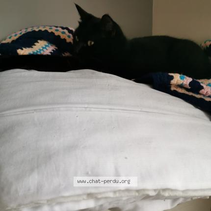 Photo 1/1 Pomponette dite Minette Chat perdu à Pollestres