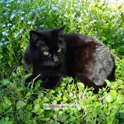 Photo 1/1 CHOUPY Chat perdu à Orly