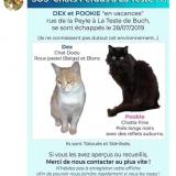 Chat Perdu Ou Trouve La Teste De Buch Gironde 33 France Chat Perdu Ou Trouve La Teste De Buch Gironde 33 France