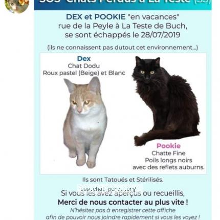 Pookie Chat Perdu A La Teste De Buch Chat Perdu France Pookie Chat Perdu A La Teste De Buch Chat Perdu France