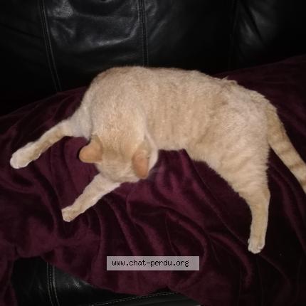 Ciboulette Chat Perdu Et Retrouve A Le Douhet Chat Perdu France Ciboulette Chat Perdu Et Retrouve A Le Douhet Chat Perdu France