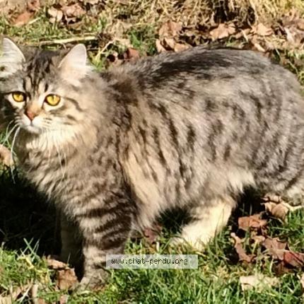 Photo 1/1 HARPER Chat perdu à La celle saint cloud