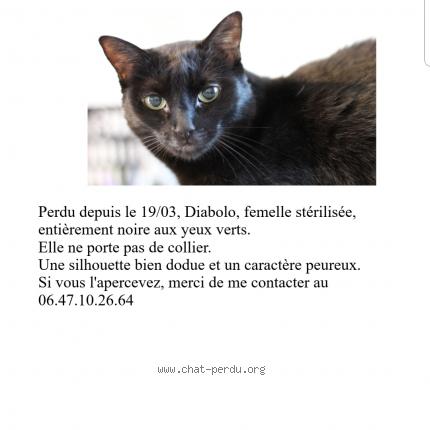 Diabolo Chat Perdu A La Ferte Saint Cyr Chat Perdu France Diabolo Chat Perdu A La Ferte Saint Cyr Chat Perdu France