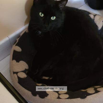 Photo 1/1 FRIDAY Chat perdu à Sainte anne sur brivet