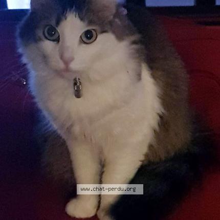 509299 Victoria Chat Perdu A Villeparisis Chat Perdu France