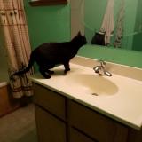 Photo de chat perdu à Stevenson